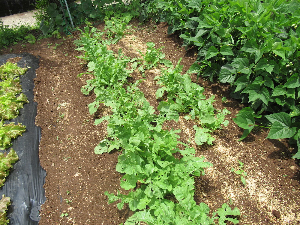 くるみ保育園　長崎県諫早市
